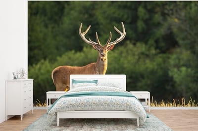 Behang - Fotobehang Hert - Gewei - Gras - Natuur - Dieren - Groen - Breedte 350 cm x hoogte 260 cm