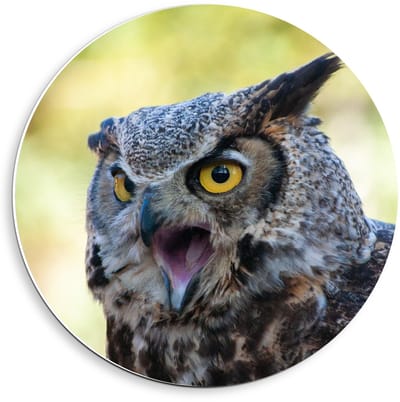 Forex Wandcirkel - Uil met open mond - 40x40cm Foto op Wandcirkel (met ophangsysteem)