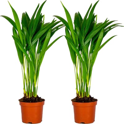 Bloomique - Set van 2 - Dypsis Lutescens - Goudpalm - Areca - Palm - Kamerplanten - Luchtzuiverend - Diervriendelijk - Hoogte 20-30 cm - Pot 10,5 cm