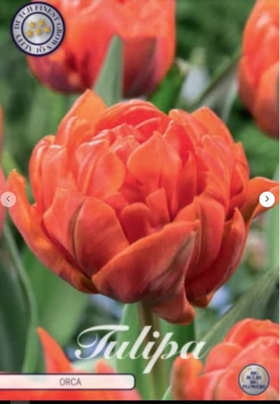 Dutch Finest Quality bloembollen Tulpen Tulp Double Early Orca x7 12/+s