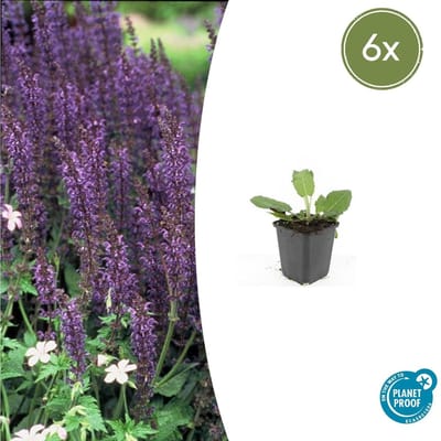 Trendyplants - Salvia nemorosa 'Mainacht' - 6 stuks - Salie - Winterhard - Hoogte 10-30 cm - Potmaat Ø9cm