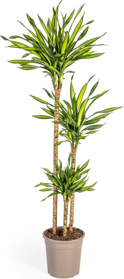 Plantenboetiek.nl | Dracaena Deremensis Rikki - Ø24cm - 130-140cm hoog - Kamerplant - Groenblijvend