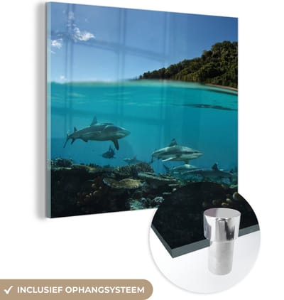 MuchoWow® Glasschilderij 50x50 cm - Schilderij acrylglas - Koraal - Haaien - Zee - Foto op glas - Muurdecoratie woonkamer - Wanddecoratie slaapkamer - Schilderijen