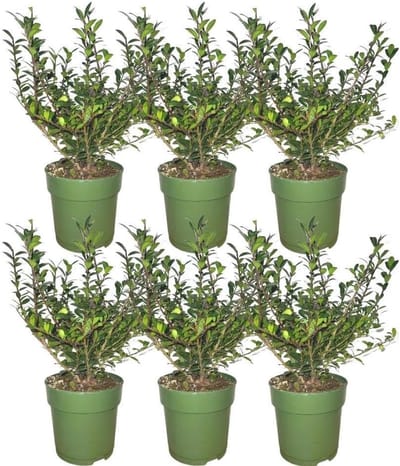 Hulststruiken Set - Groene Bodembedekkers - Tuin Decoratie - Compacte Groeiwijze - 6 Stuks 12cm Pot - Donkergroen