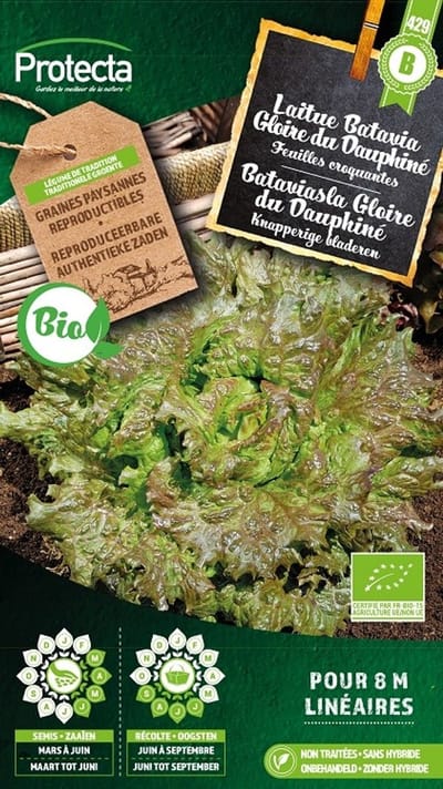 Protecta Groente zaden: Bataviasla Gloire des Dauphinés Biologisch