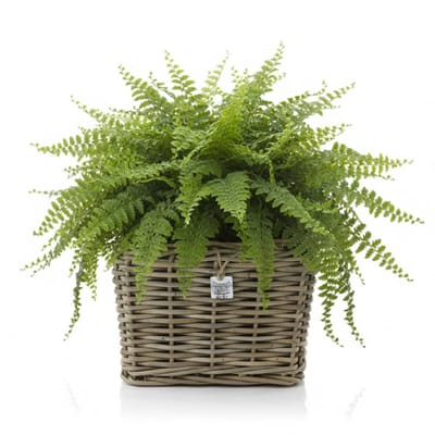 Van Der Leeden Planten/bloemen mand - vierkant - rotan - gevlochten riet - 31 x 31 x 24 cm - drypot