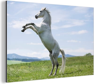 Wanddecoratie Metaal - Aluminium Schilderij Industrieel - Paard - Steigeren - Natuur - 90x60 cm - Dibond - Foto op aluminium - Industriële muurdecoratie - Voor de woonkamer/slaapkamer