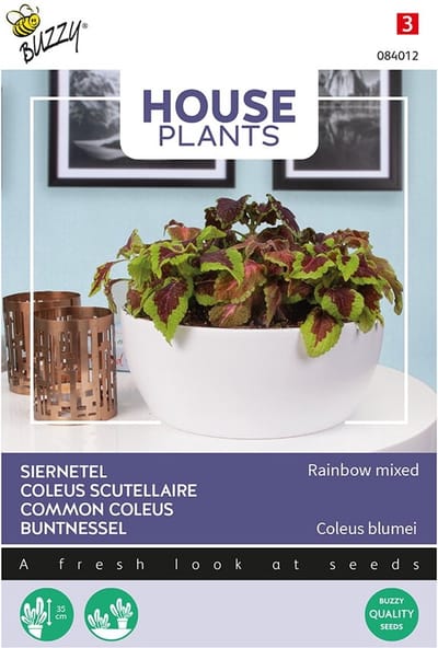 Buzzy® House Plants Coleus, Siernetel Rainbow Mix - Kleurrijke kamerplant voor een levendig interieur