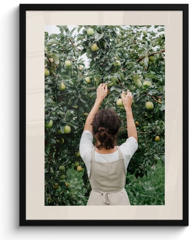 Fotolijst inclusief poster - Posterlijst 50x70 cm - Posters - Boom - Appels - Plukken - Natuur - Foto in lijst - Keuken decoratie muur - Wanddecoratie accessoires - Muurdecoratie - Schilderijen