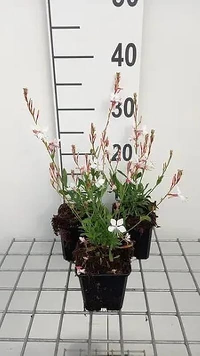 6x Gaura - Gaura lindh. 'Snowstorm'® (oenothera lindh.) | 9x9 cm pot