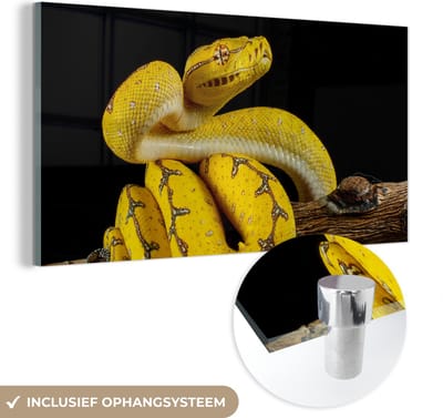 MuchoWow® Glasschilderij 40x20 cm - Schilderij acrylglas - Slang - Tak - Geel - Foto op glas - Schilderijen
