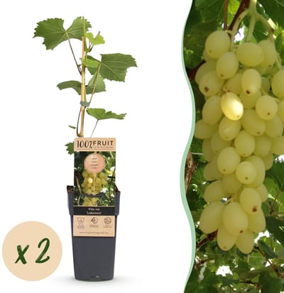 Green boutiQ - Fruitplant - Vitis vinifera Lakemont - Druivenplant - Winterhard - Goudgele Druif - 2 Planten - Pot 15cm - Hoogte 50cm
