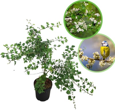 Meidoorn 100-125 cm (in pot) - Crataegus monogyna - Ø26 cm - inheemse plant - rode bessen voor vogels - natuurlijke beveiliging dankzij doorns