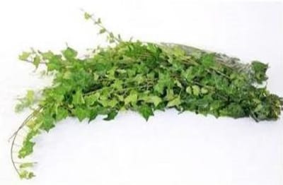 50x Sg hedera rank.groen it 80cm