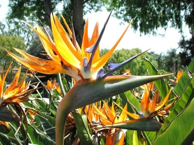 Paradijsvogel Zaden - Exotische Bloem Zaden - Tuinieren Buiten - Makkelijk Groeiend - 50 Zaden - Groen