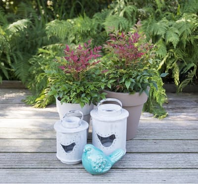 Nandina d. Obsessed - Set van 4 - Hemelse Bamboe - Pot 2 Liter - Wintergroen