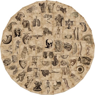 Vintage Anatomie Stickers - 50 Stickers met Schedels, Organen, Skelet etc. - 4x5,5CM Medisch/Mensen/Halloween