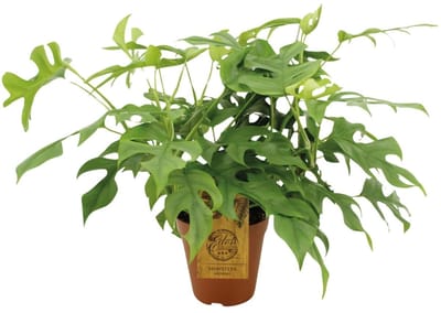 Monstera Minima - Ø15cm - 40cm - (Ook)-Voor in huis - Groenblijvend - Vaste planten