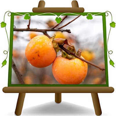 Jarenoude kaki fruitboom 'Vanille' in 26 cm pot - max 200 cm hoog