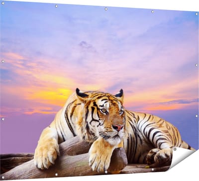 Gards Tuinposter Tijger tijdens Zonsondergang - 160x120 cm - Tuindoek - Tuindecoratie - Wanddecoratie buiten - Tuinschilderij