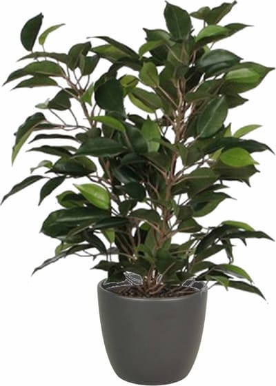 Mica Decorations Ficus kunstplant - groen - 40 cm - met plantenpot - grijs - keramiek - D13.5 en H12.5 cm