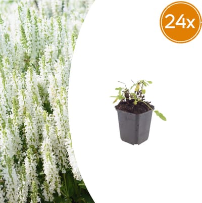 Tuinplantenshop.com | Salvia n. 'Schneehugel' | 24 stuks - Ø9cm - 10-25cm hoog - Tuinplant