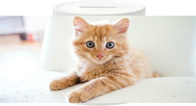 Spaarpot - Rode Kitten