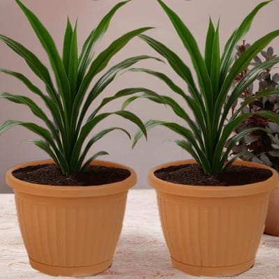2st Kemer Bloempot - Terracotta - Plantenbak - Winterhard en UV-bestendig - Inclusief Onderschaal - Duurzaam en Sterk