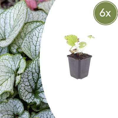 Tuinplantenshop.com | Brunnera macr. 'Jack Frost' | 6 stuks - Ø9cm - 10-25cm hoog - Tuinplant