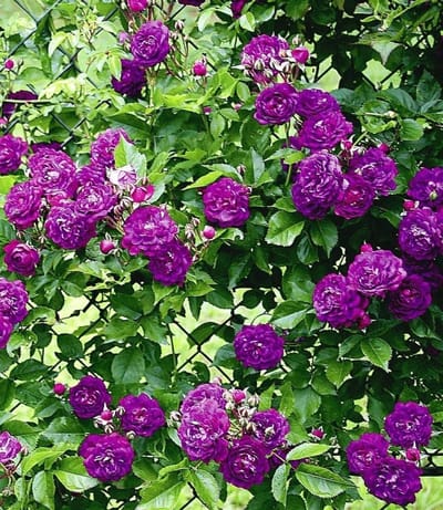 Klimroos plant - Ramblerroos struik - Tuin versieren - Bijna stekelloos - 500 cm hoog - Blauwviolet