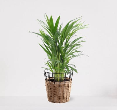 Areca in siermand May Naturel – groene kamerplant – luchtzuiverend - 60-75cm - Ø18 – geleverd met plantenpot – vers uit de kwekerij