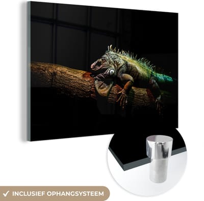 MuchoWow® Glasschilderij 60x40 cm - Schilderij acrylglas - Dier - Tak - Zwart - Foto op glas - Schilderijen
