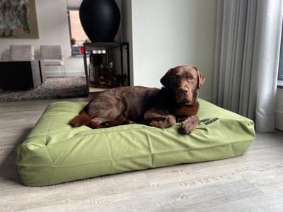 Dog's Companion - Hondenkussen / Hondenbed olive - XS - 55x45cm