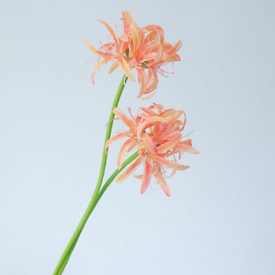 Spinlelie - oranje - zijden bloemen - 3 stelen - onderhoudsvrij - 50 cm - kunstbloemen