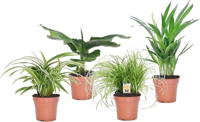 Mix van 4 diervriendelijke luchtzuiverende kamerplanten - Pot 12cm - Hoogte 20-40cm