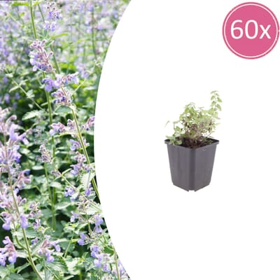 Tuinplantenshop.com | Nepeta faassenii | 60 stuks - Ø9cm - 10-25cm hoog - Tuinplant