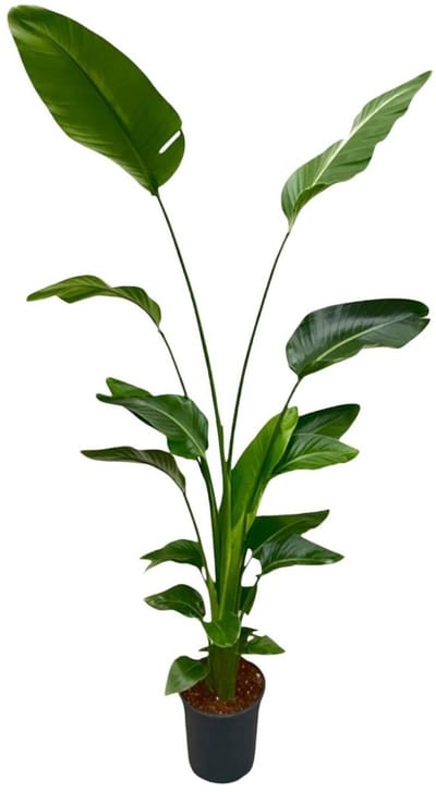 Everspring - Strelitzia Nicolai - 170 cm - ⌀30 - Paradijsvogelplant - Grote Kamerplanten - Gemakkelijk te Verzorgen