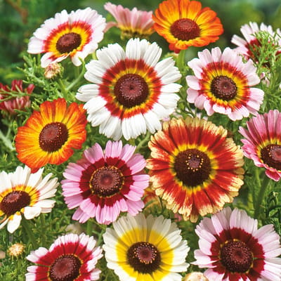 Sluis Garden - Margriet Rainbow Mixed (Bonte Ganzebloem)