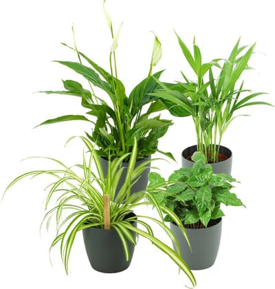 ZynesFlora Luchtzuiverende Kamerplanten - 4x Kamerplant met Pot Antraciet - Ø 12-13 cm - Hoogte: 30-40 cm