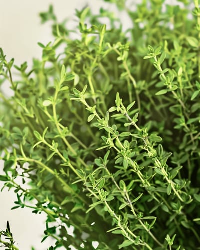 Wintertijm Zaden Thymus Vulgaris Biologisch Meerjarig Kruid