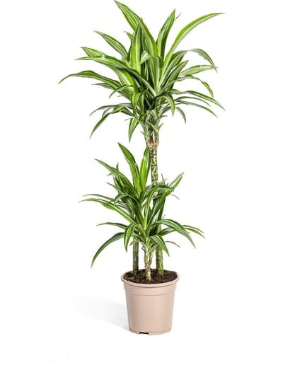 Green Harmony | Dracaena Deremensis White Stripe Ø21cm - 100cm