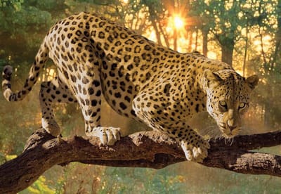 Fotobehang Leopard | XL - 208cm x 146cm | 130g/m2 Vlies