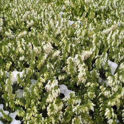 Erica darleyensis - winterheide 10-12 cm pot
