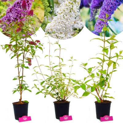 Set van 3 Vlinderstruiken - 1 'Pink Delight', 1 'Nanho Blue', 1 'White Profusion' - Hoogte 60cm - Buddleja davidii - 2 Liter pot