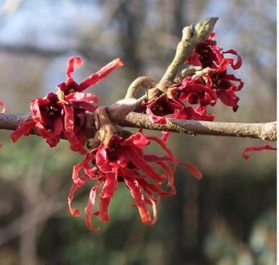 Hamamelis intermedia 'Diane'- Toverhazelaar 40-60 cm in pot winterbloeier