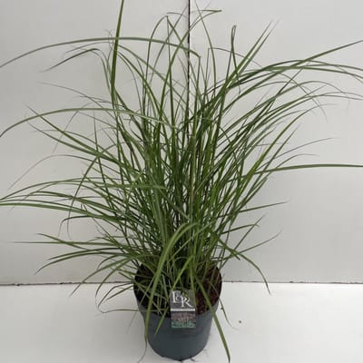 Plants Online - Tuinplanten - Siergrassen - Set van 1 - Miscanthus sinensis 'Ferner Osten' - 10 liter pot - Plant cm