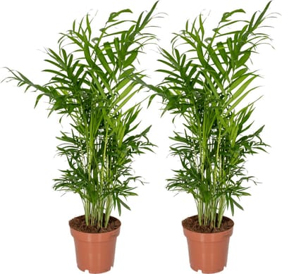 Plantenboetiek.nl | Chamaedorea Elegans - Mexicaanse Bergpalm | 2 stuks - Ø12cm - 30-40cm hoog - Kamerplant - Groenblijvend - Multideal