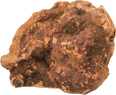 Bubimex - Mediterrane kauwwortel - Maat M - voor honden - 150-300 gram