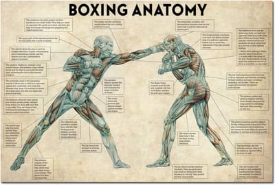 Vintage Boksen Anatomie Poster Canvas - Gym Muurdecoratie voor Fitness Liefhebbers