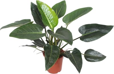 Green Harmony | Congo Green - Ø27cm - 90cm
